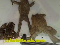 /home//u458753944/public_html/sourcegallery//Roxborough Toad Detour/2013-2019/2017/P4100659.JPG